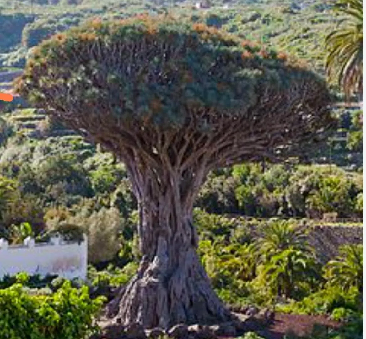 הוילה איקוד דה לוס וינוס Casa Teide ספרד