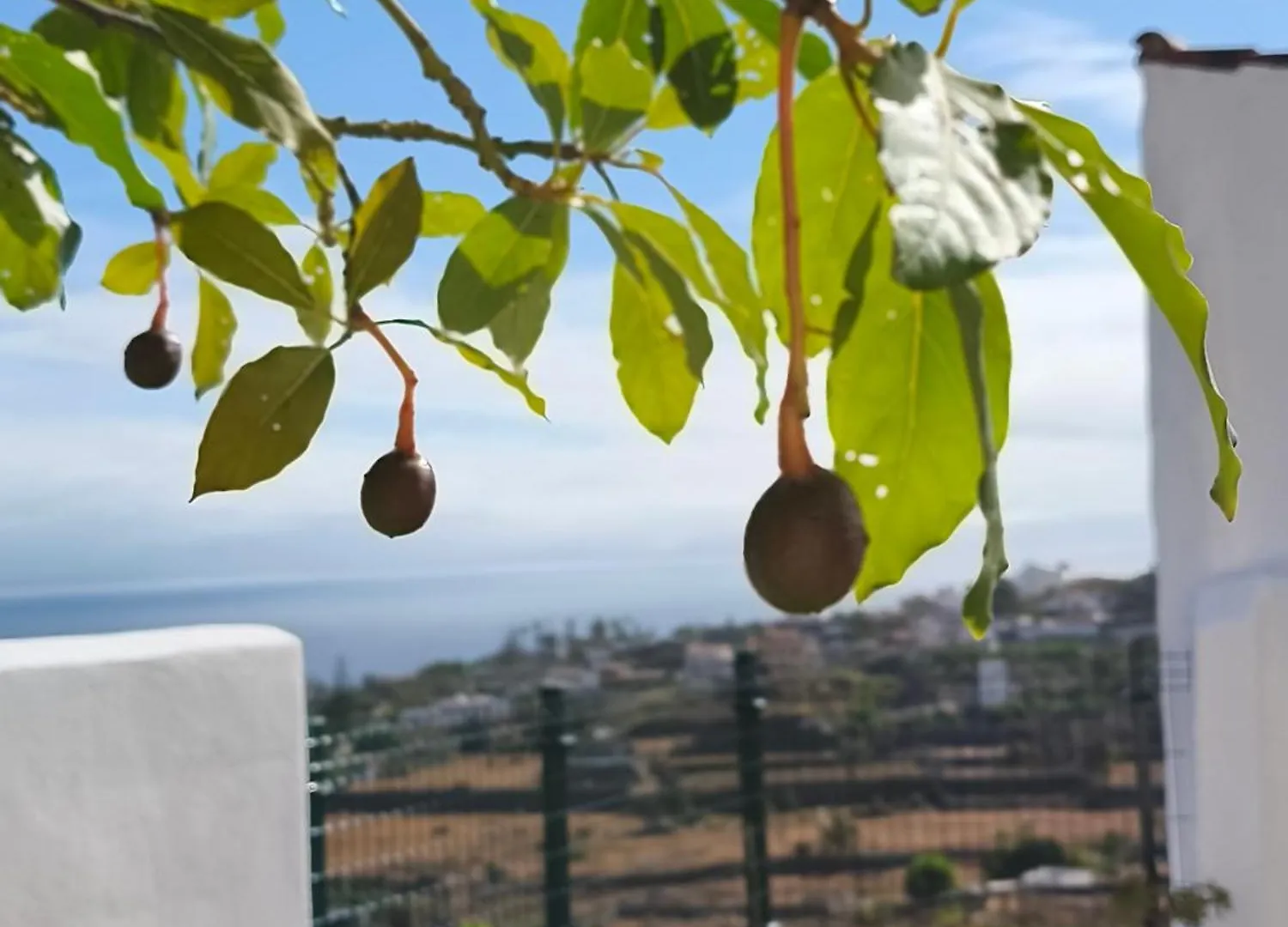 Casa Teide Villa Icod De Los Vinos Semesterbostad